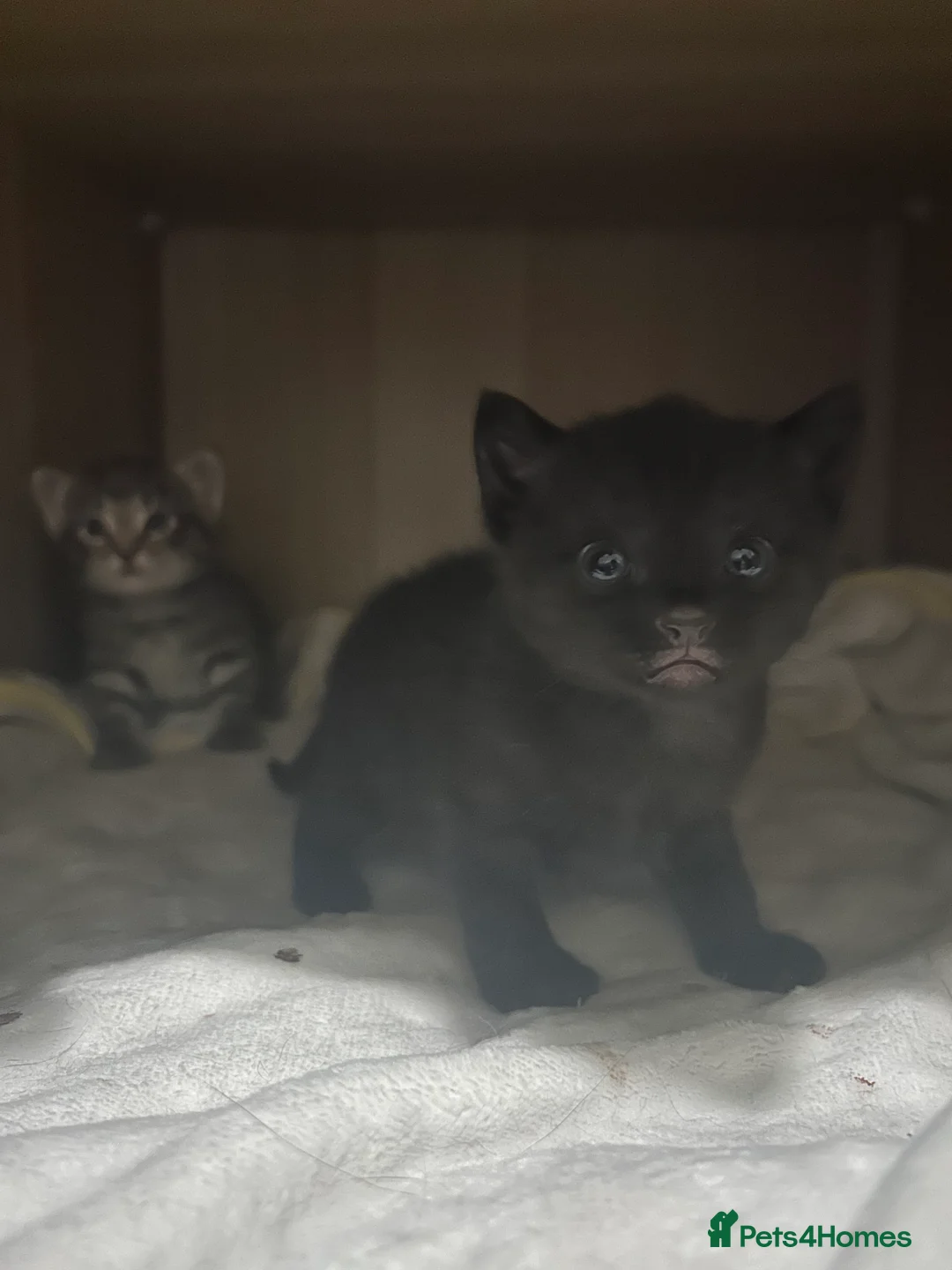 Mixed Breed cats for sale: Beautiful kittens  - Advert 35