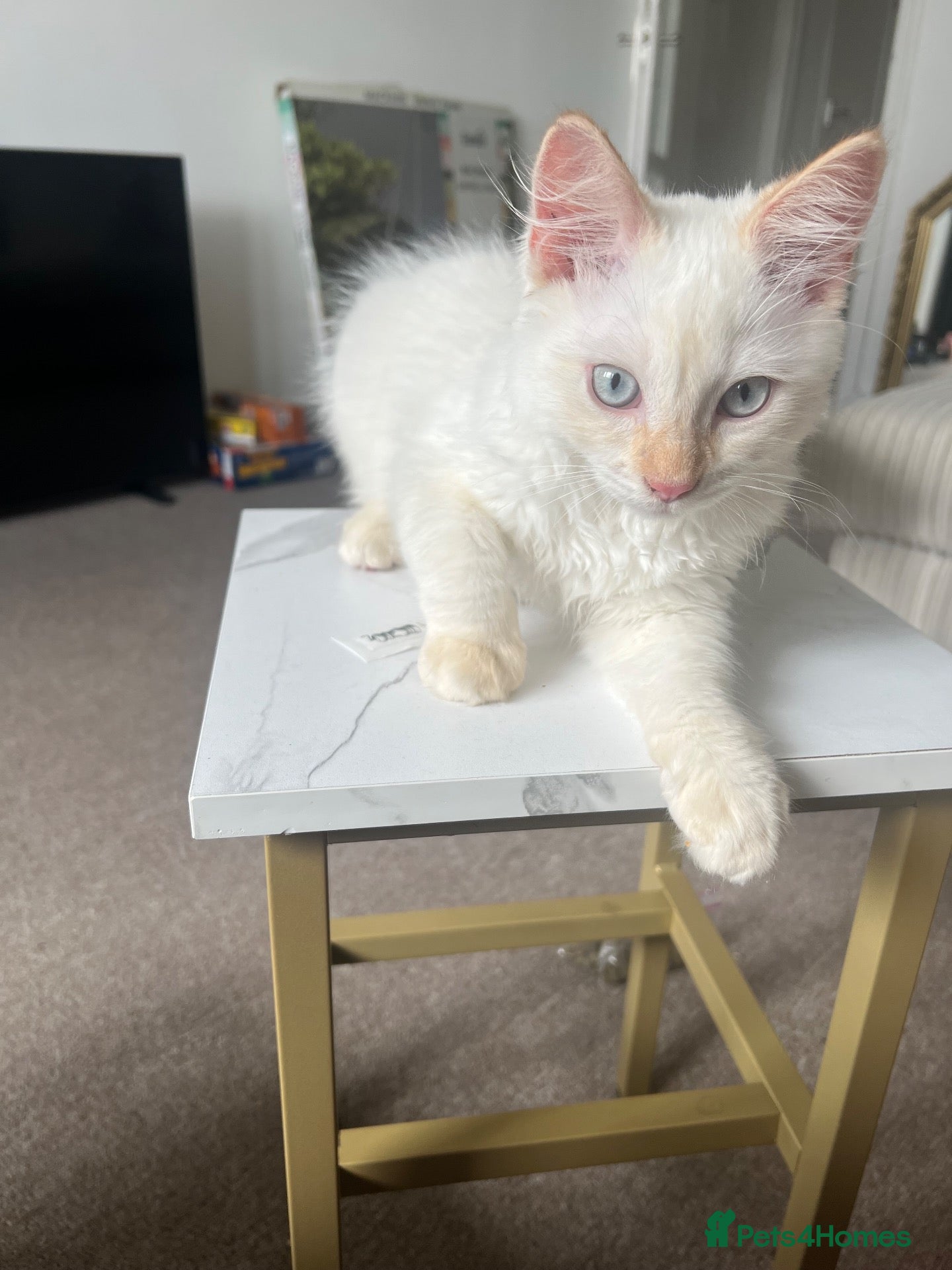 Ragdoll cats Flame point ragdoll, pure ragdoll - Advert 18