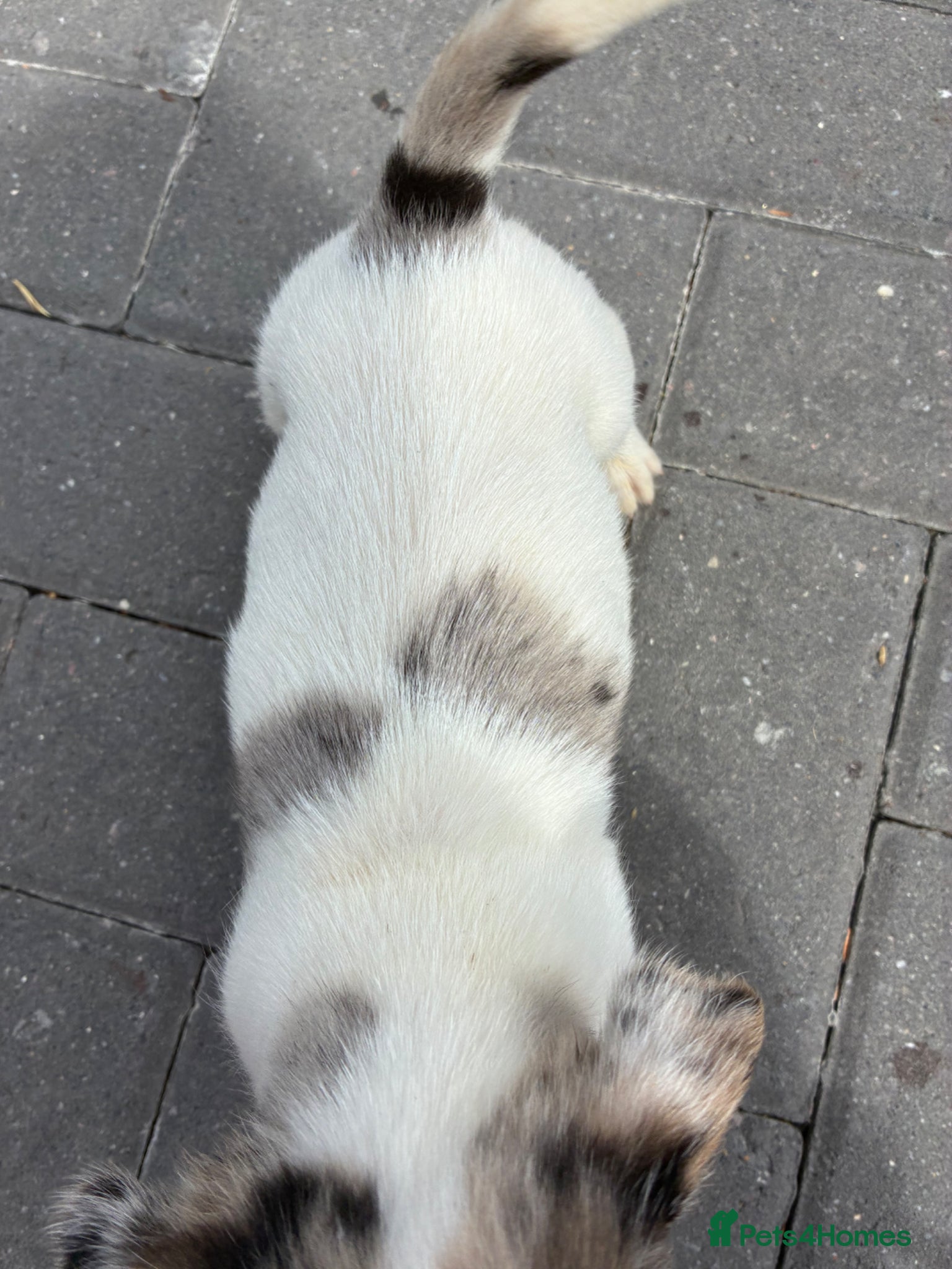 Mixed Breed dogs for sale: Jack Russell x Yorkshire Terrier  - Advert 10