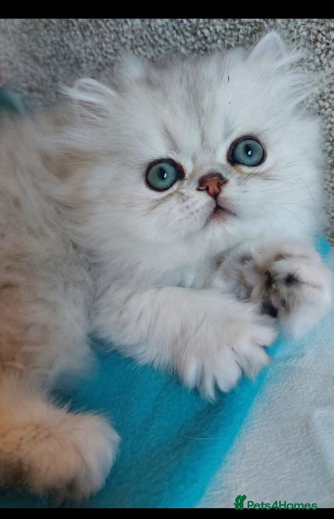 Persian cats for sale: Italian Persian chinchilla kittens♥️🐾 - Image 7