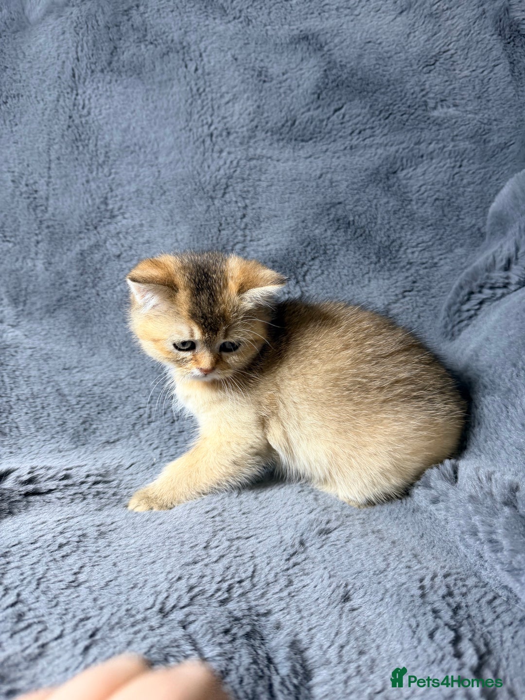 Scottish Fold cats for sale: Rare Black Gold Scottish Fold Kittens - Advert 16