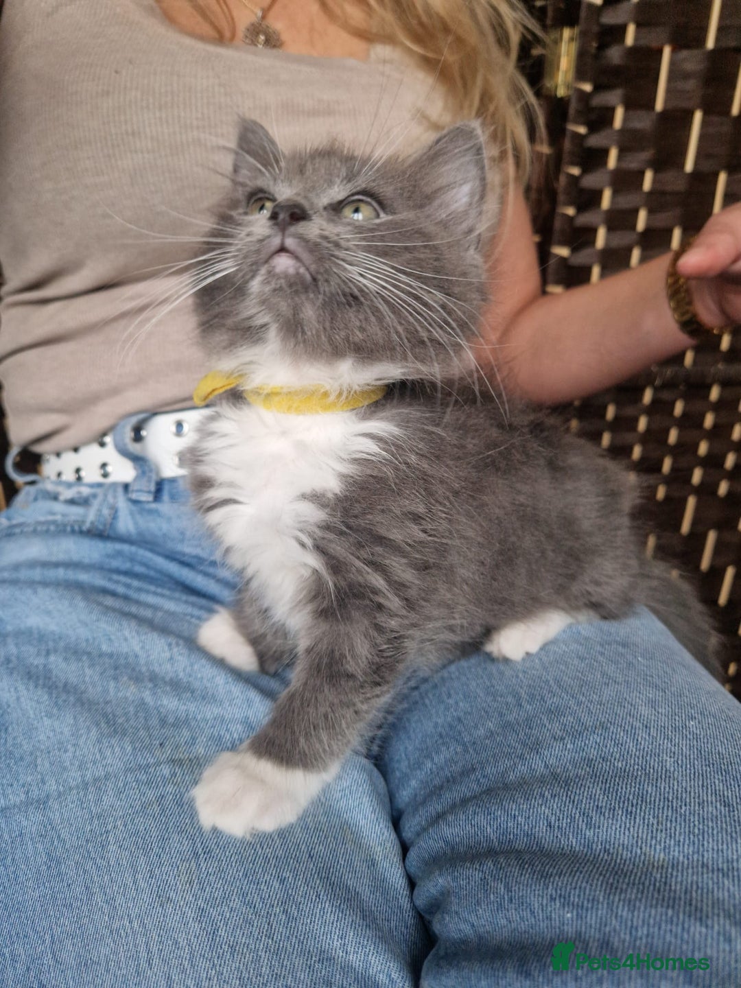 Ragdoll cats for sale: 6 CROSS RAGDOLL KITTENS WAITING FOR A LOVING HOME - Image 20