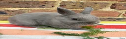 Netherland Dwarf rabbits for sale: Sweet chocolate & Blue Netherland Dwarf bunnies - Advert 8