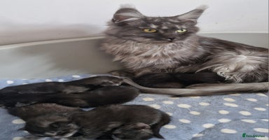 Maine Coon cats - Advert 16