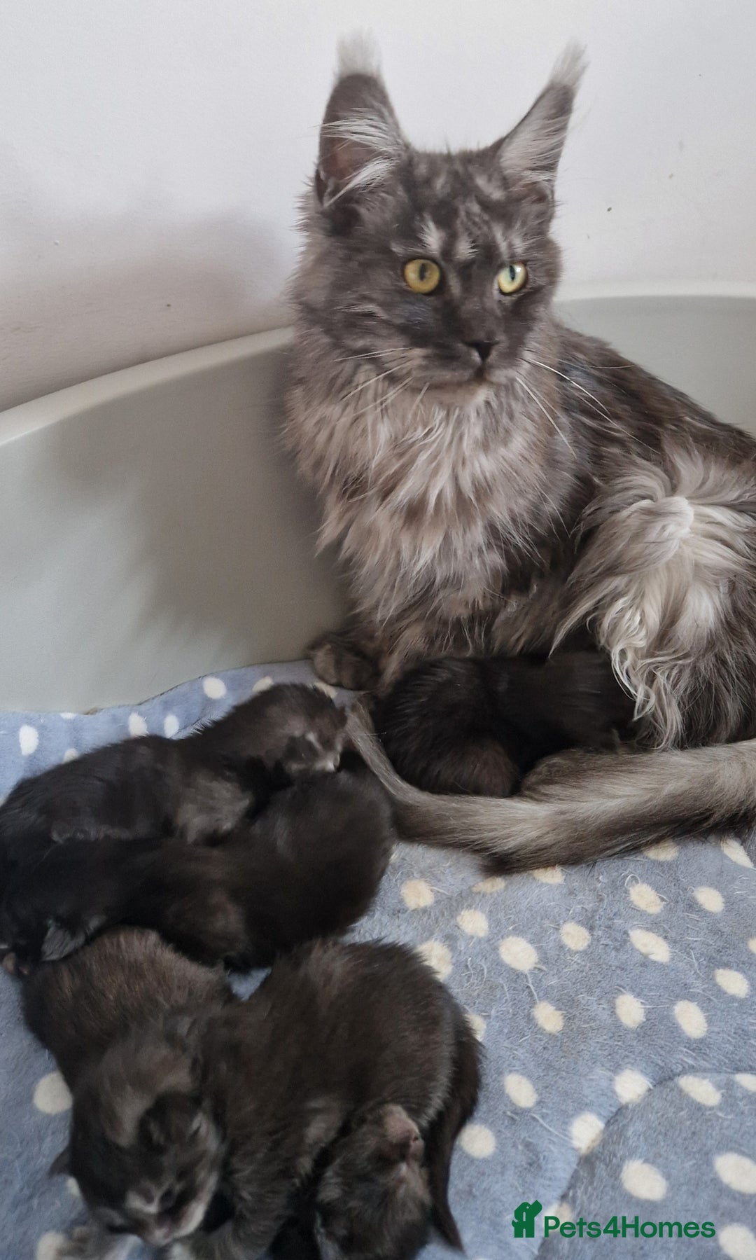 Maine Coon cats for sale: Smoke Russian Line Mainecoons - Image 4
