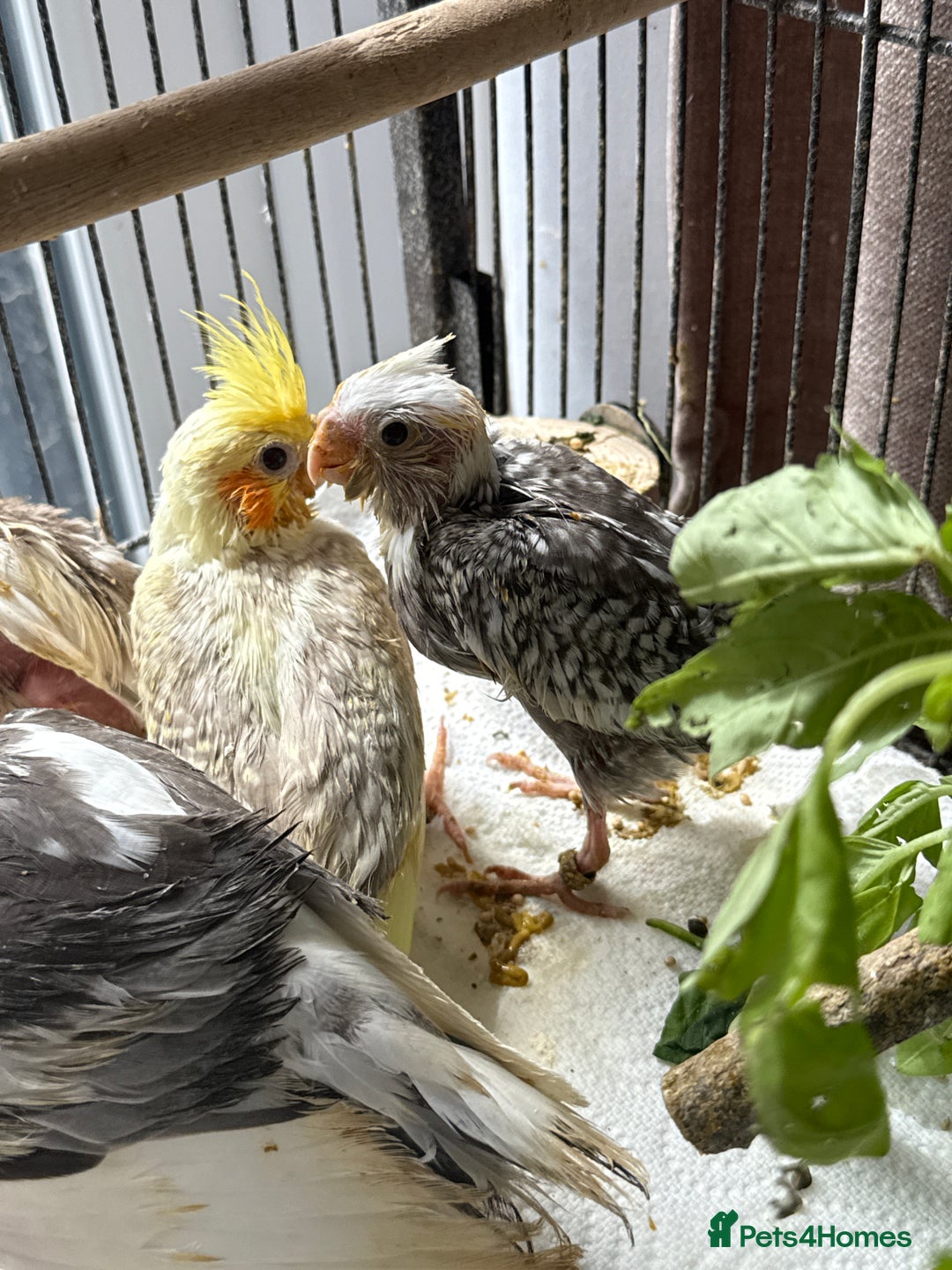 Cockatiels birds for sale: Beautiful DNA tested hand reared cockatiels  in Wigan - Image 3