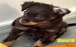 Russian Toy Terrier dogs for sale: Pure blood Russian Toy smooth and long haired - Image 7