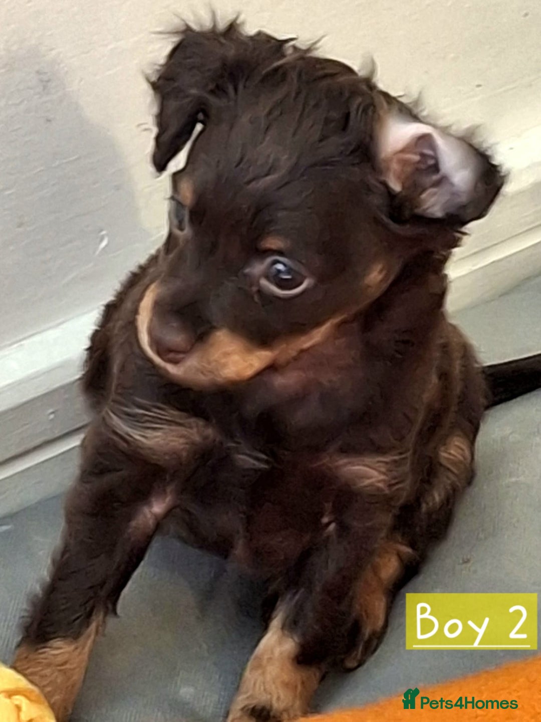 Russian Toy Terrier dogs for sale: Pure blood Russian Toy smooth and long haired - Image 7