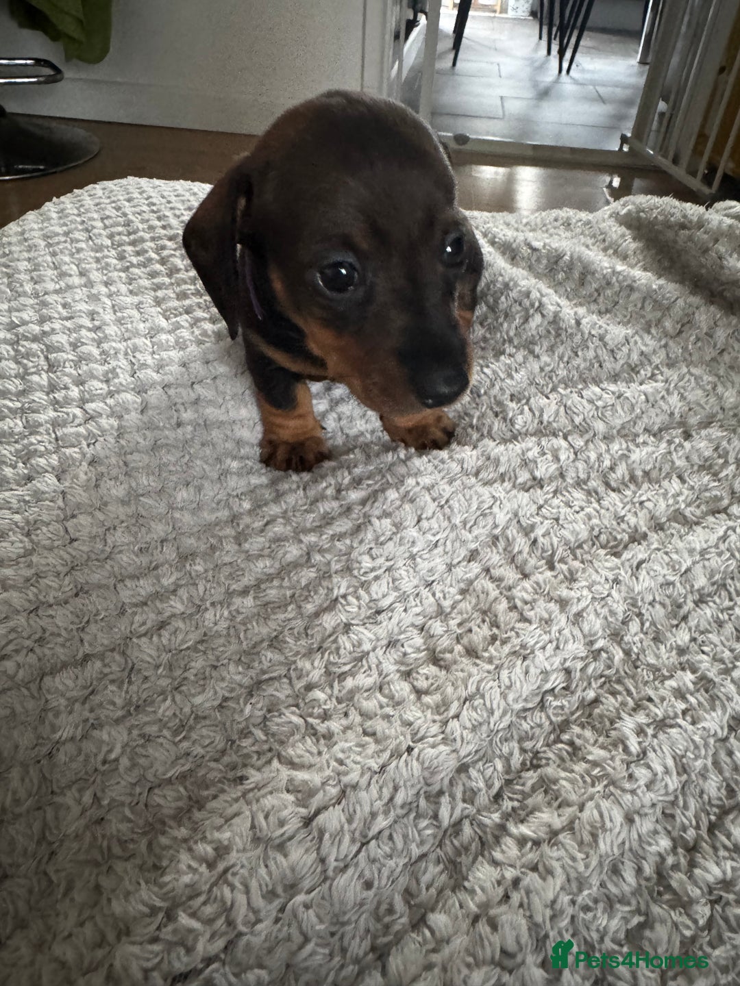 Dachshund dogs for sale: 8 dachshund puppies  - Image 34
