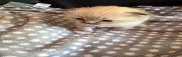 Ragdoll cats for sale: Female kitten ragdoll - Advert 2