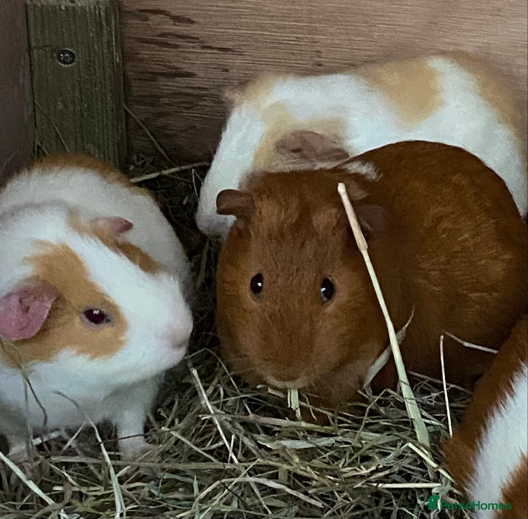 Guinea Pig rodents for sale: Gorgeous mix of baby piggies  - Image 10