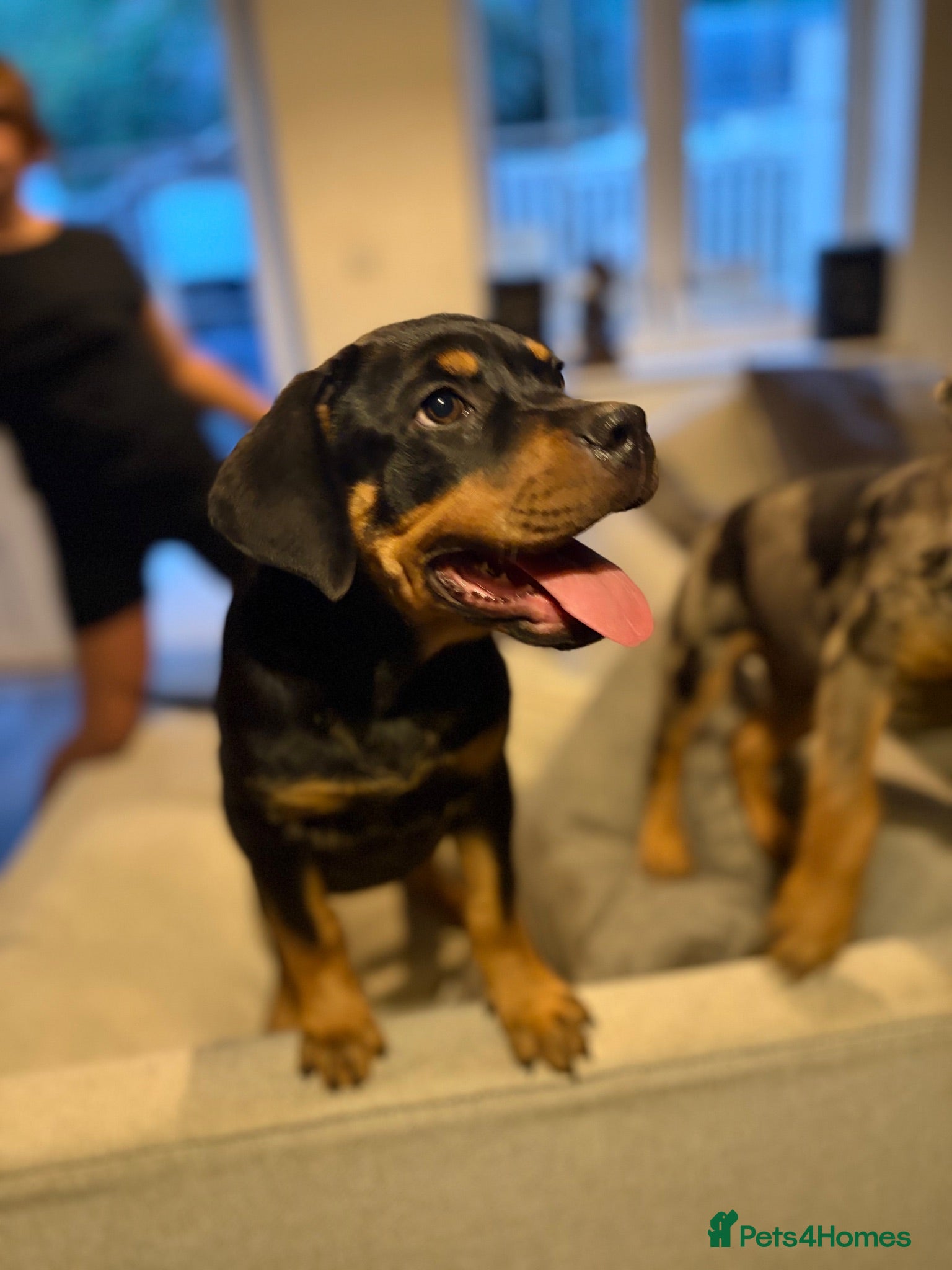 Mixed Breed dogs 6 Rottweiler catahoula bully puppies  - Advert 21