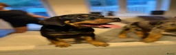Mixed Breed dogs for sale: 6 Rottweiler catahoula bully puppies  - Advert 1