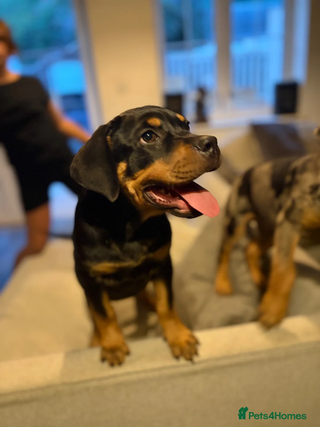 Mixed Breed dogs for sale: 6 Rottweiler catahoula bully puppies  - Advert 1