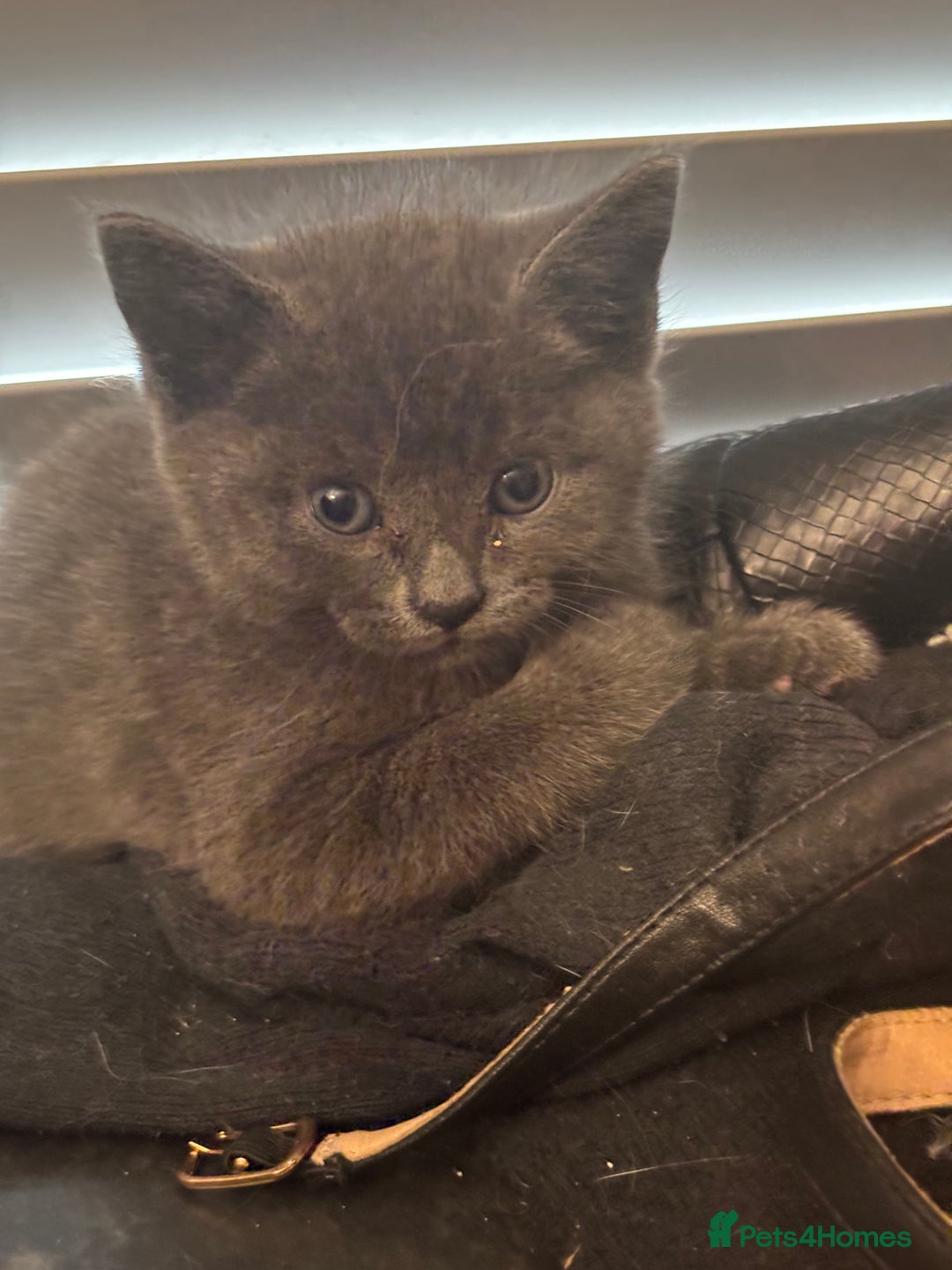 Mixed Breed cats for sale: Adorable Fluffy Kittens - Advert 30