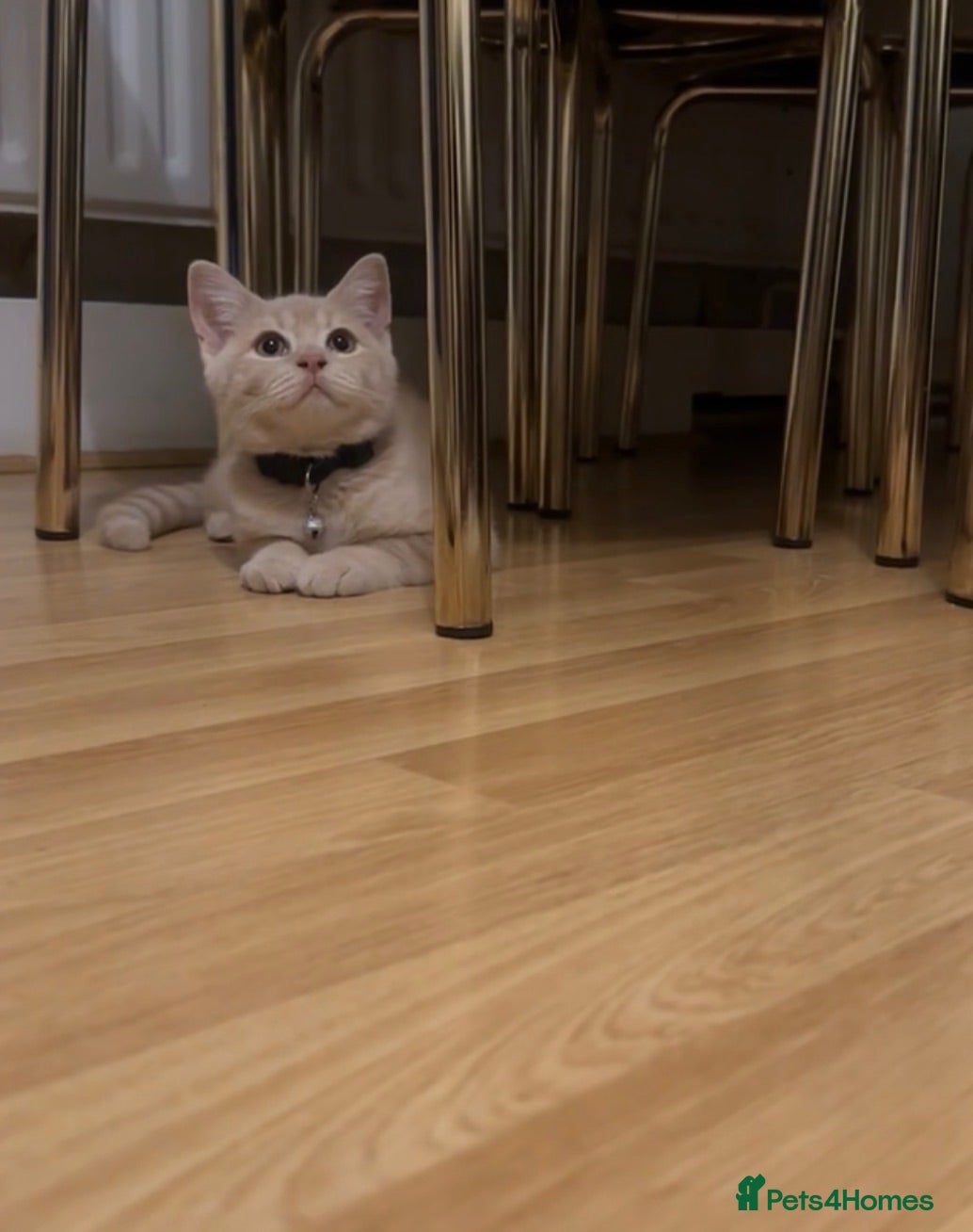 British Shorthair cats British shorhair kitten - Advert 16