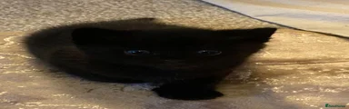 Bruce