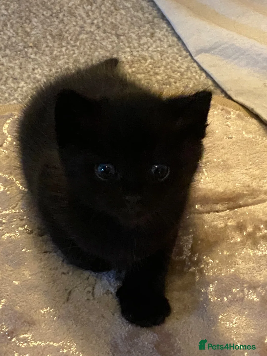 Mixed Breed cats for sale: Beautiful Mixed Breed Kittens - Advert 2