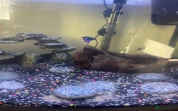 Other/Mixed Breed fish for sale: Fish tank and 4 fish  - Image 2