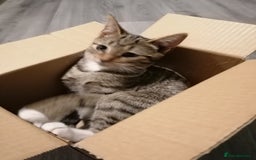 Domestic Shorthair cats for sale: 14 week kitten.  - Image 3