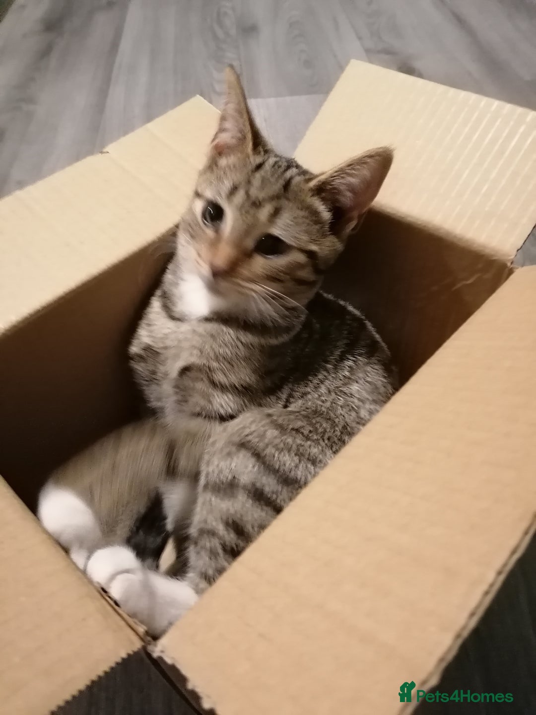 Domestic Shorthair cats for sale: 14 week kitten.  - Image 3