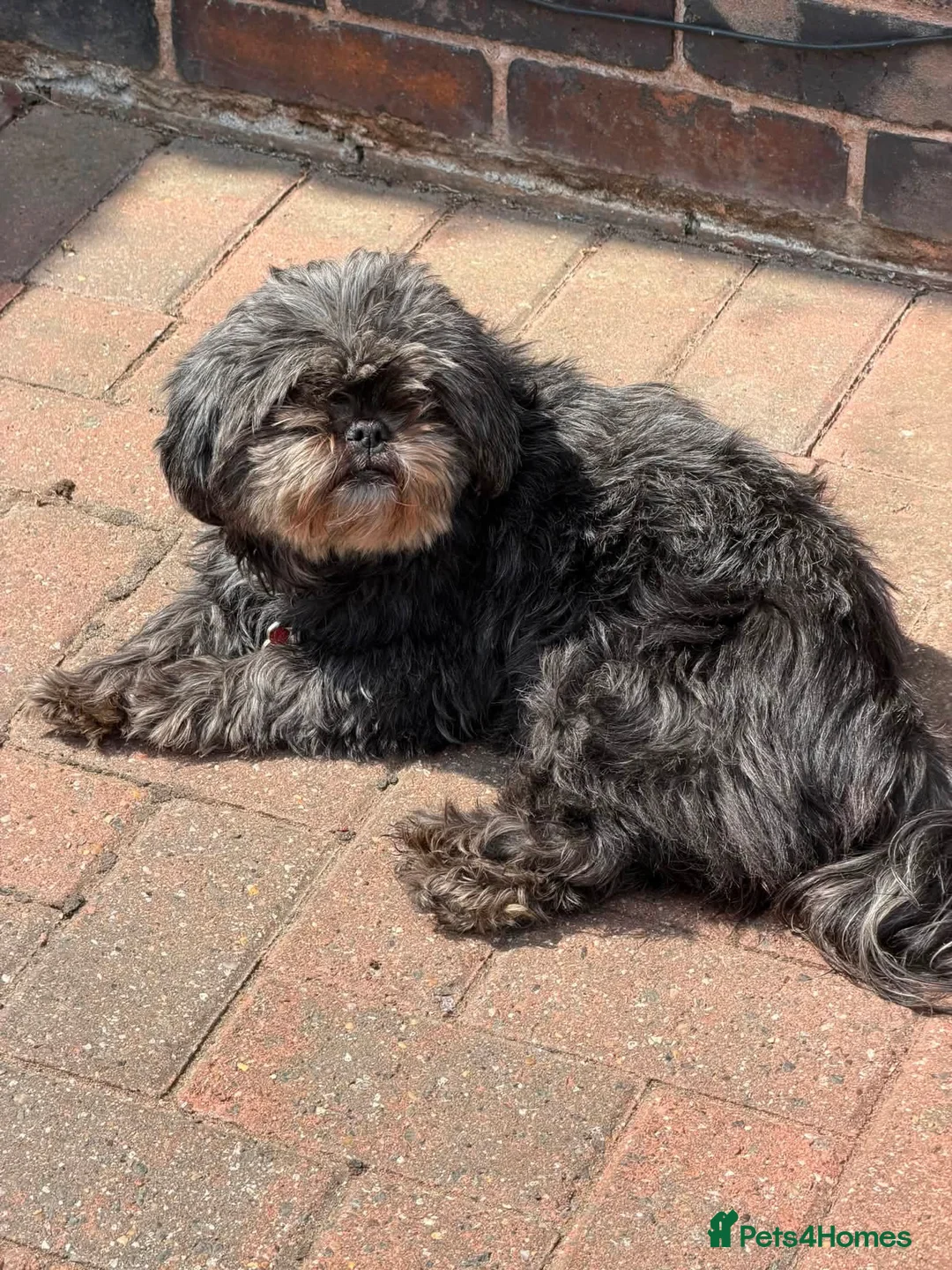 Shih Tzu dogs for adoption: Zara & Tamzin - BONDED PAIR  - Advert 7