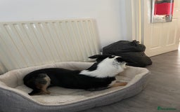 Border Collie dogs for sale: Finn the Border Collie  - Image 7
