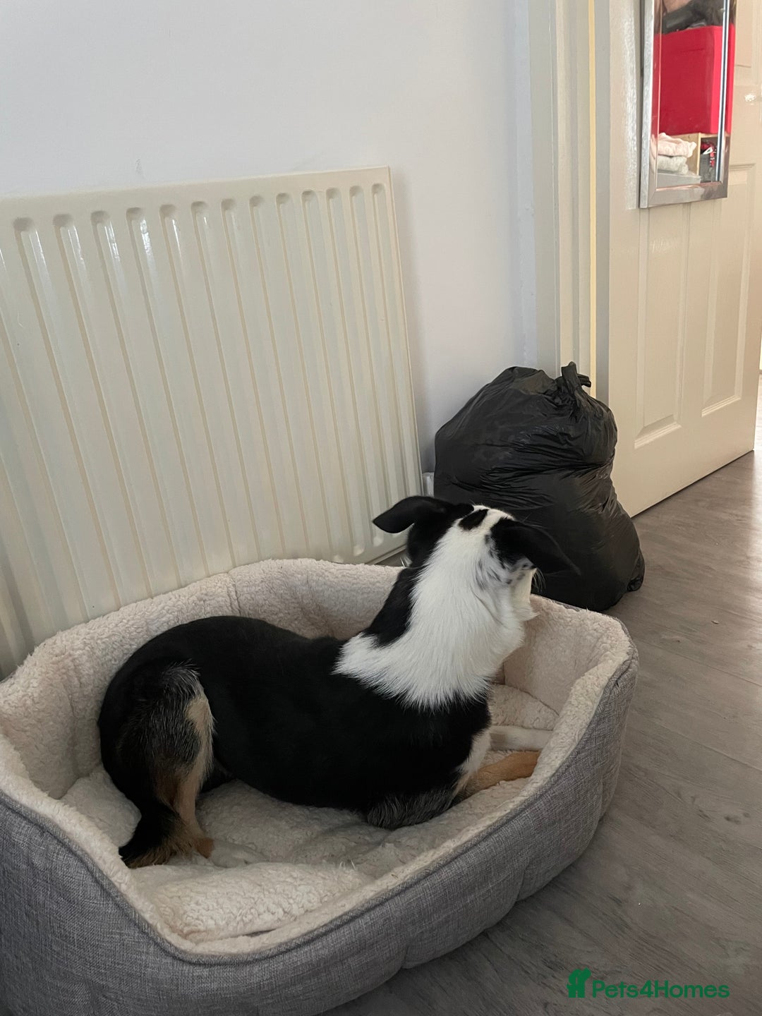 Border Collie dogs for sale: Finn the Border Collie  - Image 7