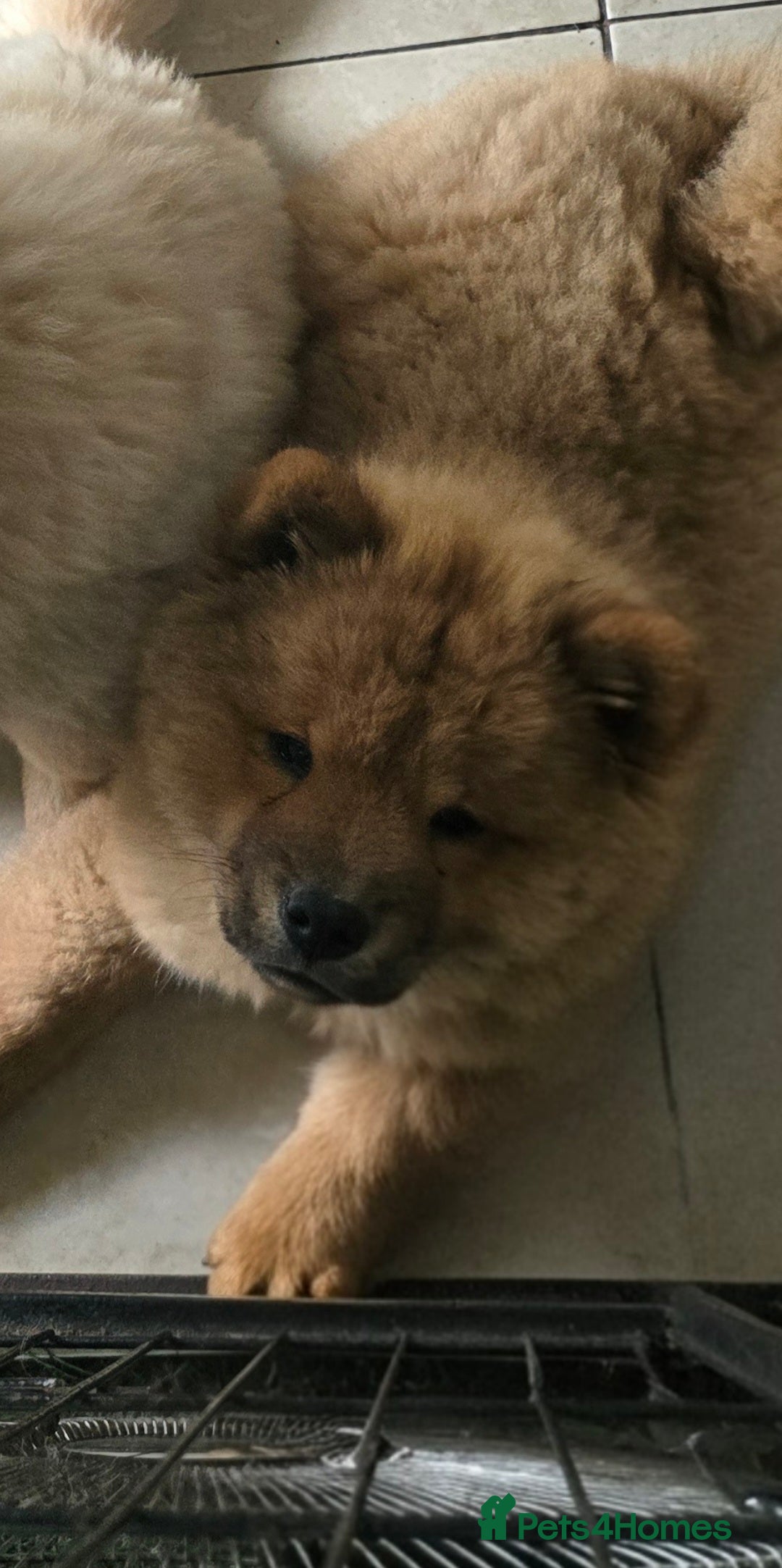 Chow Chow dogs for sale: QUALITY KC CHOWCHOW PUPPIES  in Wolverhampton - Image 10