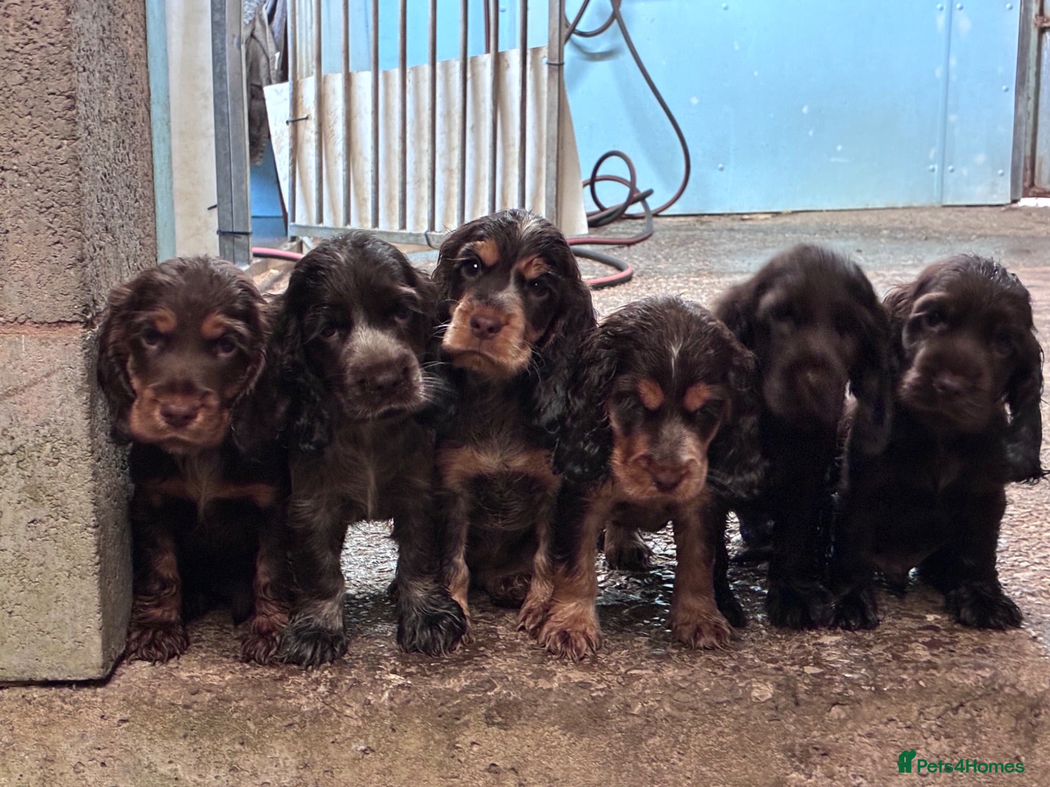 Cocker Spaniel dogs Beautiful show type cocker spaniels  - Advert 18