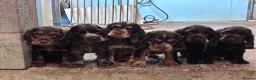 Cocker Spaniel dogs for sale: Beautiful show type cocker spaniels  - Advert 9