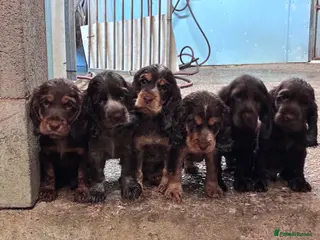 Cocker Spaniel dogs Beautiful show type cocker spaniels - Advert 18