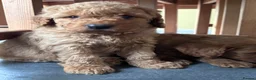 Labradoodle dogs for sale: Medium sized F1b Labradoodles  - Advert 7