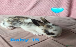Rex rabbits for sale: Gorgeous coloured mini rex babies - Image 10