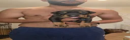 Dobermann dogs for sale: Pedigree Chunky Doberman Puppies - Advert 11