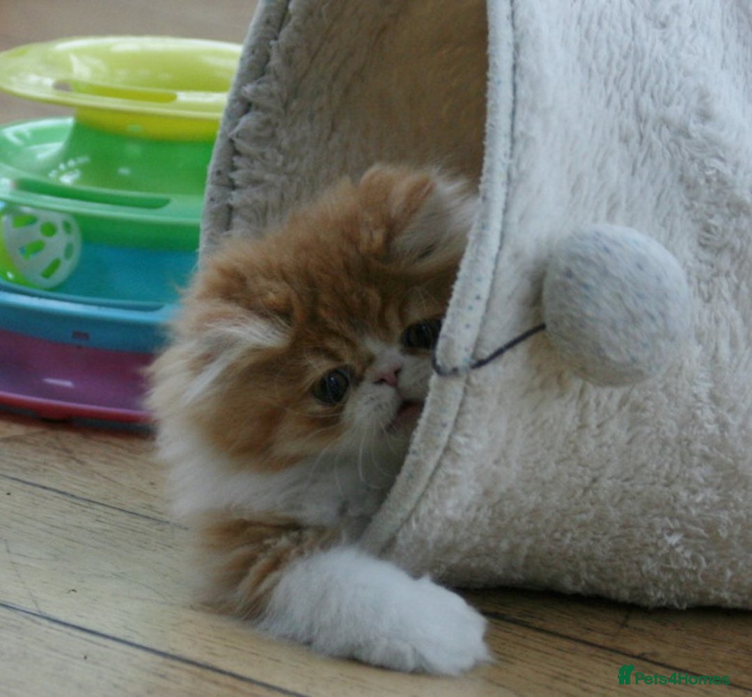 Persian cats for sale: Fluffy Persian Exotic kittens - Image 7