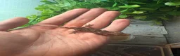 Gecko reptiles for sale: Mix gargle gecko babies  in Wigan - Advert 10