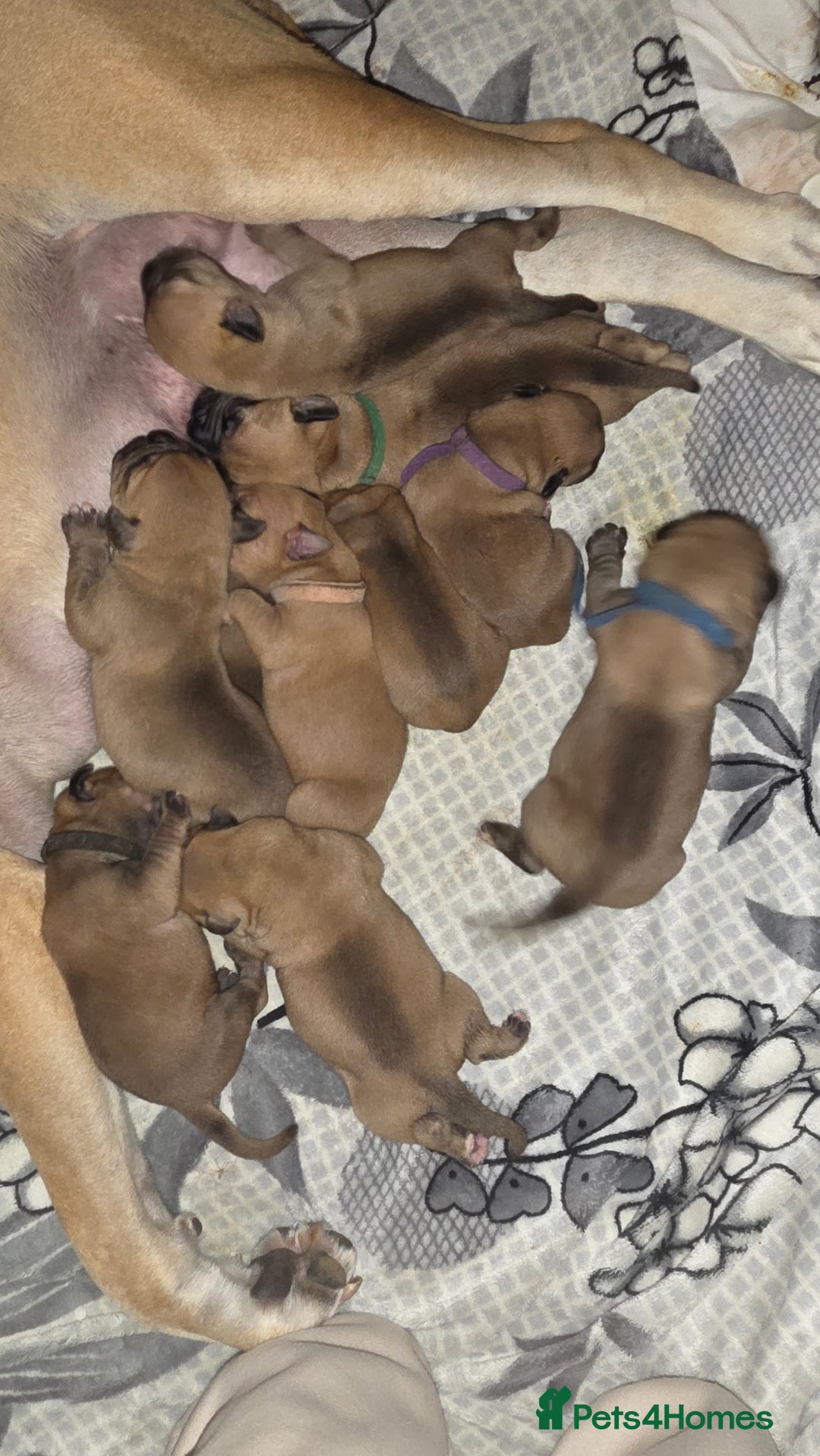 Mixed Breed dogs for sale: Adorable Bull Bordeaux Puppies  - Image 8