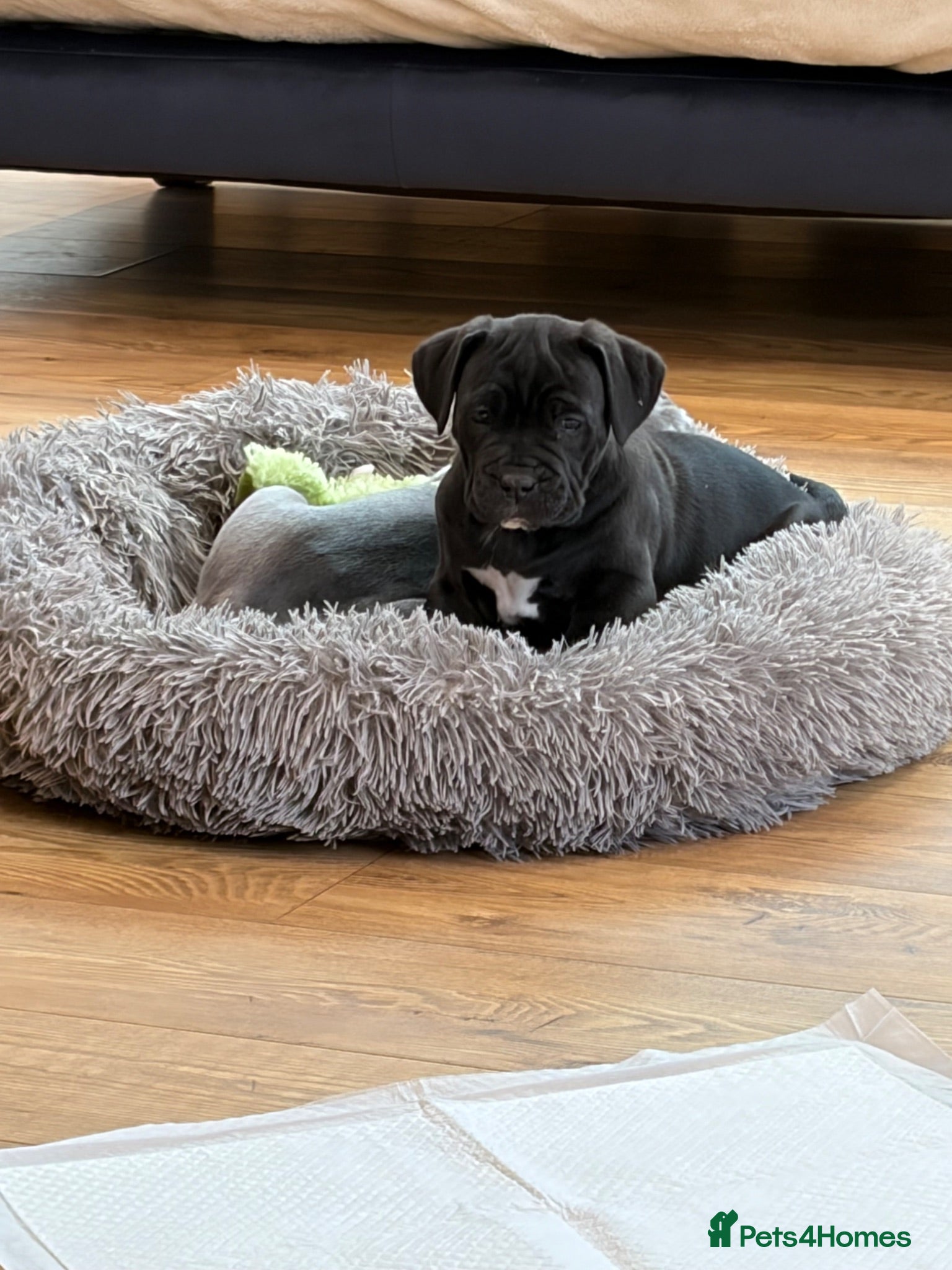 Cane Corso dogs Only one female remaining!  - Advert 1