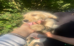 Mixed Breed dogs for sale: 3 loving puppies  - Image 4