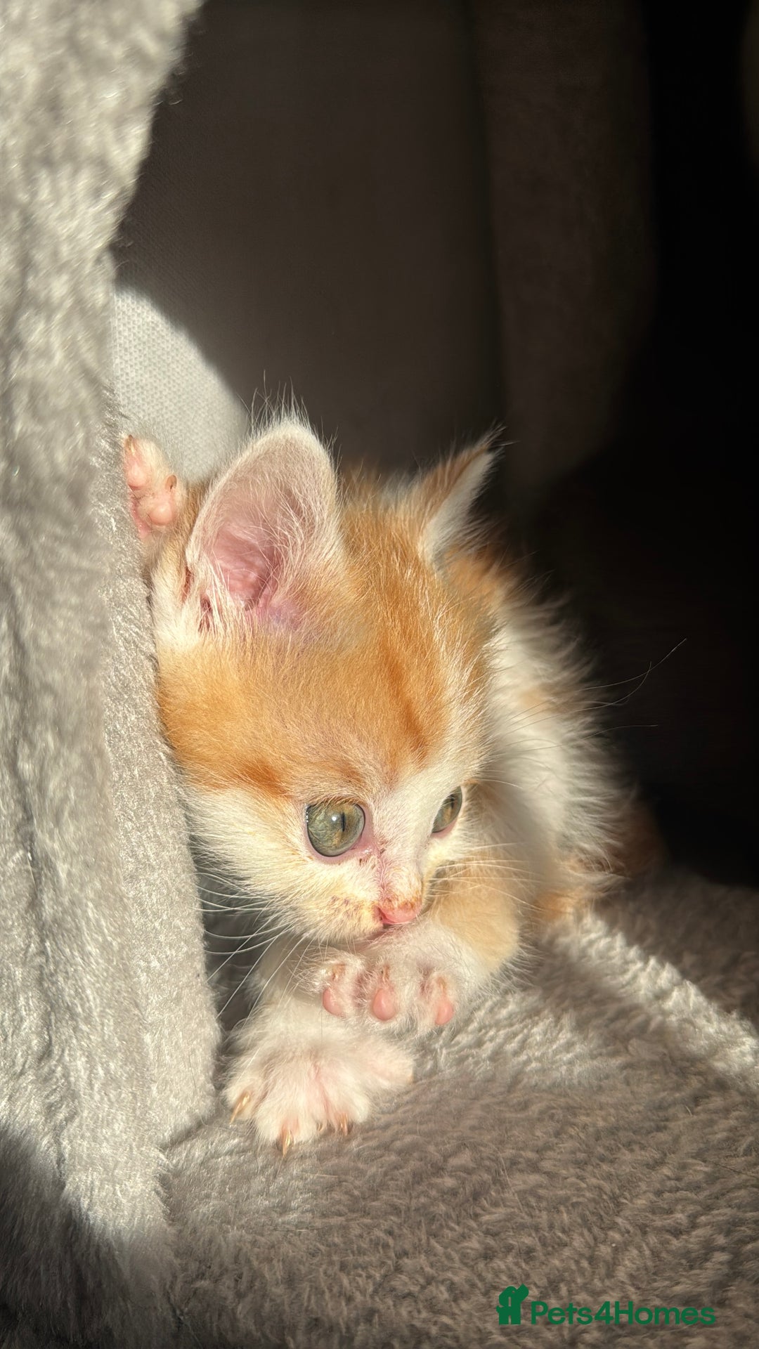 Persian cats for sale: mixed bombay and persian kittens  - Image 18