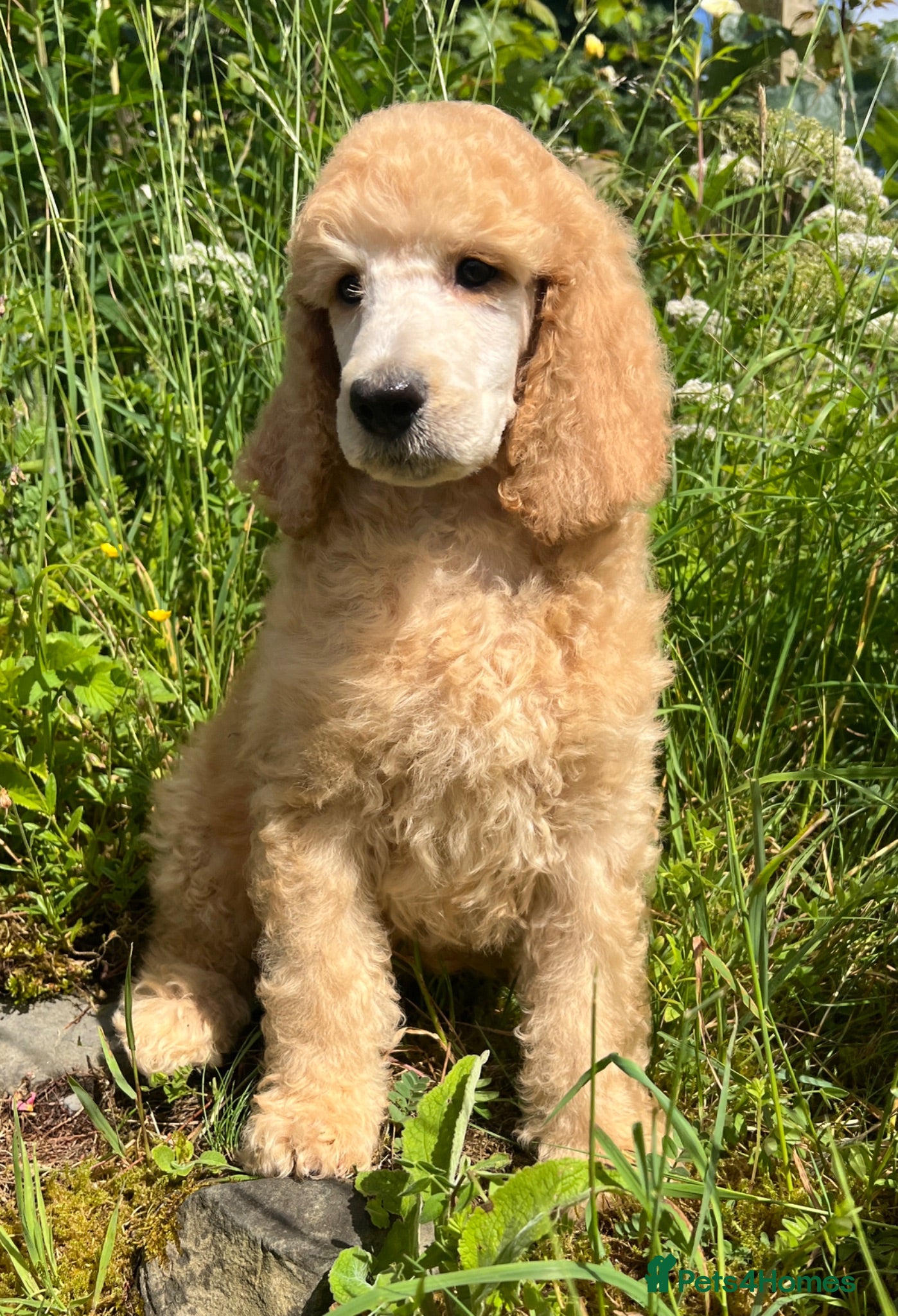 Standard Poodle dogs KC reg apricot standard poodle boy - Advert 1