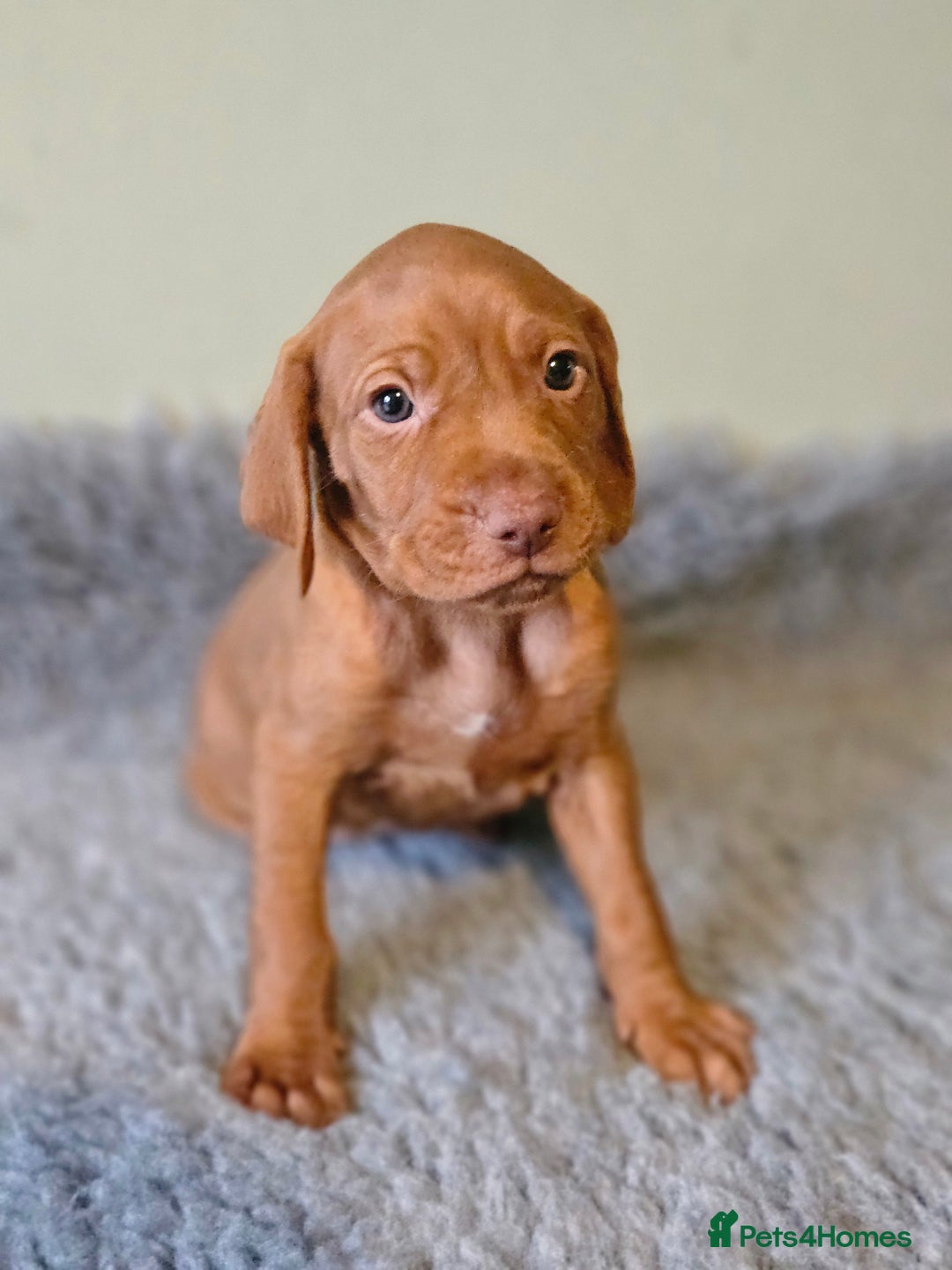 Hungarian Vizsla dogs for sale: 🏆🇭🇺 KC Registered Hungarian Vizsla Pups - Advert 24