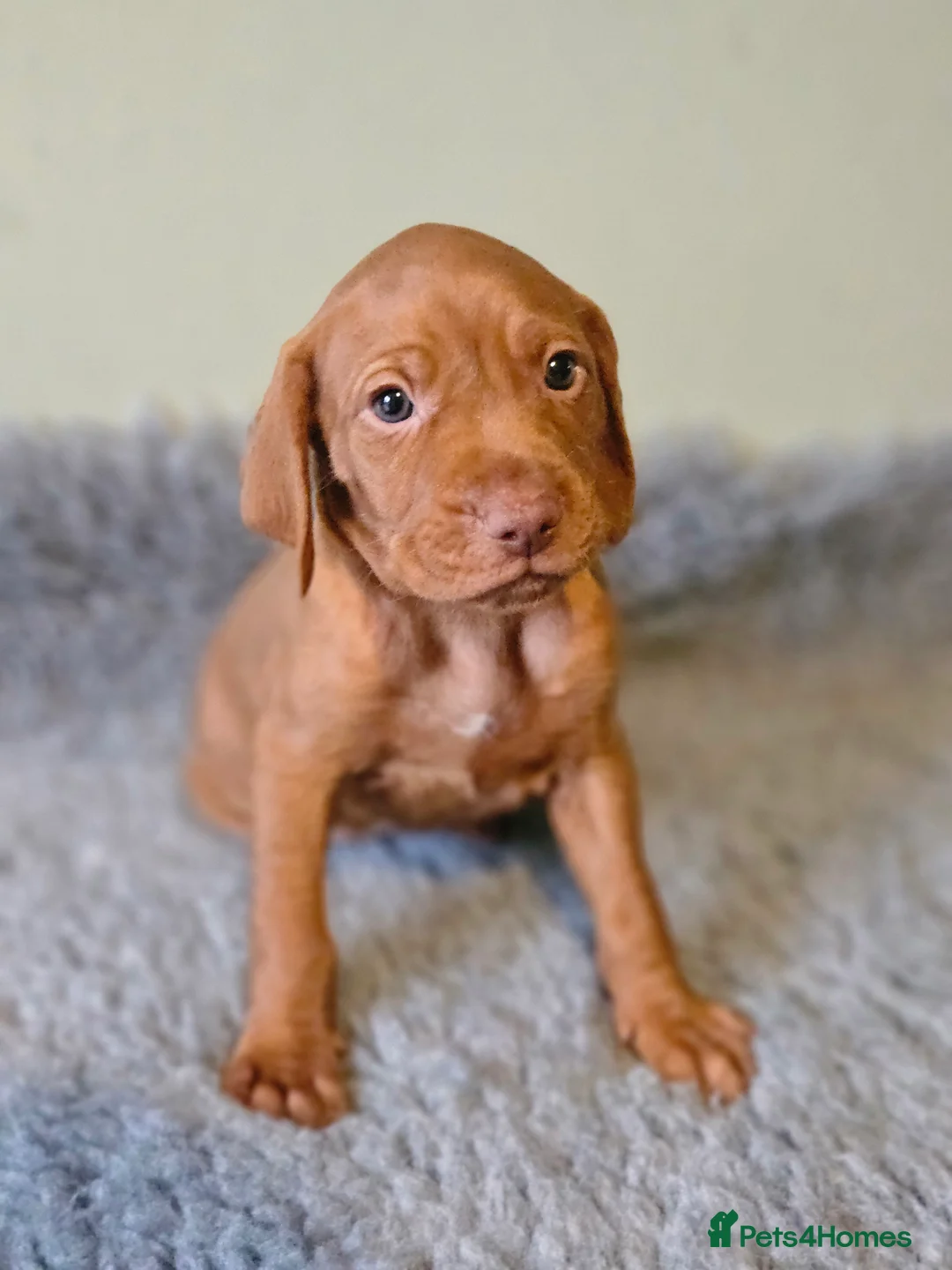 Hungarian Vizsla dogs for sale: 🏆🇭🇺 KC Registered fully trained HungarianVizsla - Advert 27