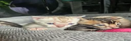 Bengal cats for sale: Stunning bengal kittens  - Advert 6