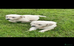 Golden Retriever dogs for sale: Golden retriever puppies  - Image 5