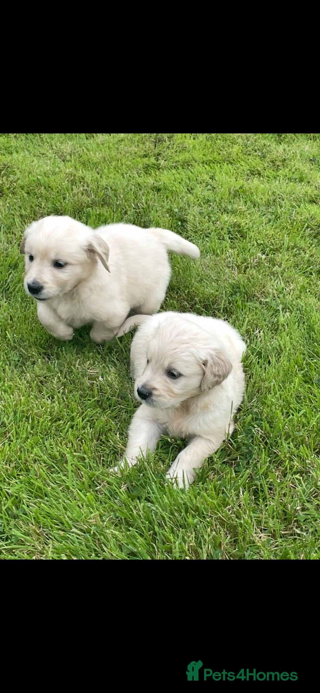Golden Retriever dogs for sale: Golden retriever puppies  - Image 5
