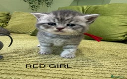 British Shorthair cats for sale: British short hair / Scottish striaght  - Image 15