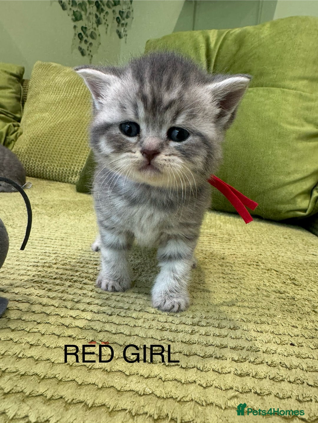 British Shorthair cats for sale: British short hair / Scottish striaght  - Image 15