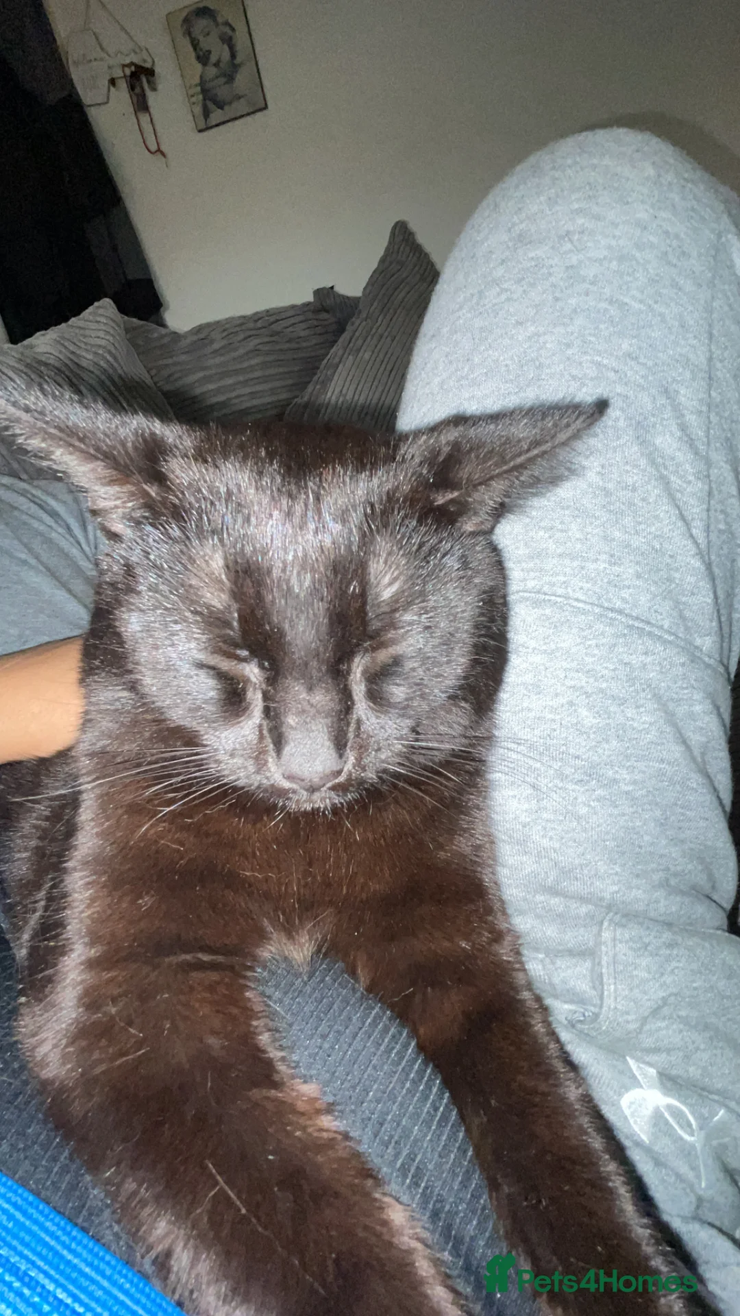 Mixed Breed cats for sale: BSH X SCOTTISH FOLD - Advert 5
